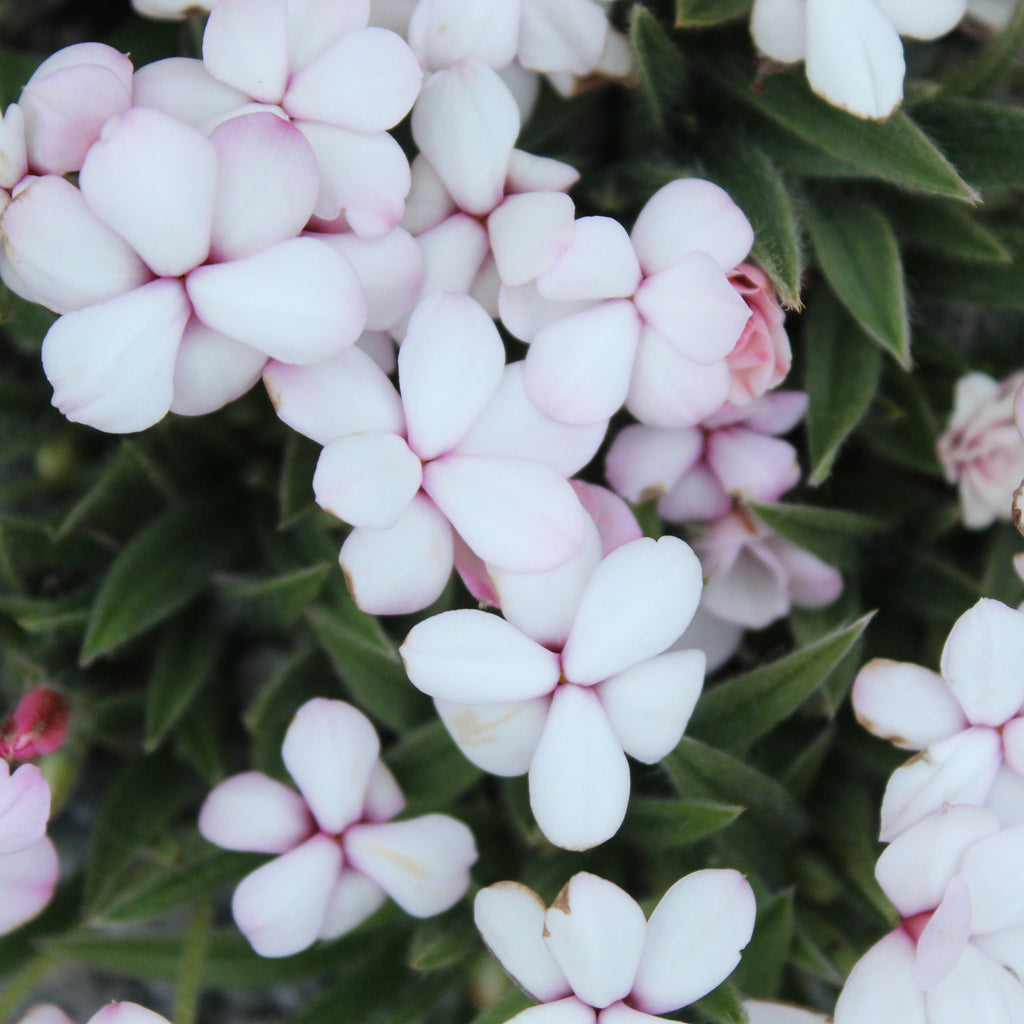 Rhodohypoxis pictus Image