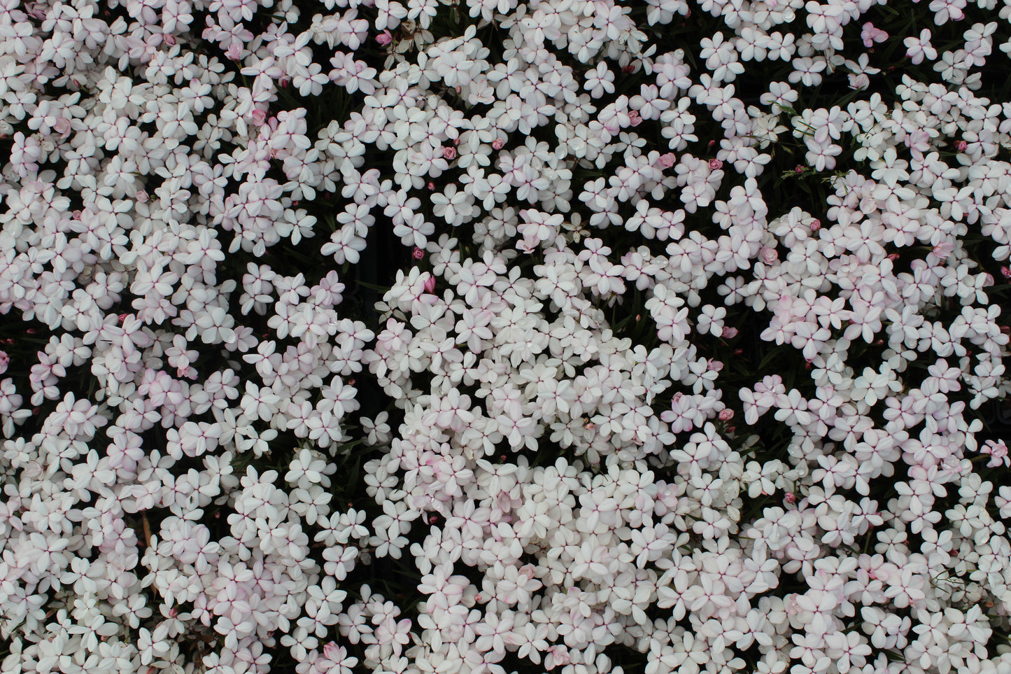 Rhodohypoxis pictus 2