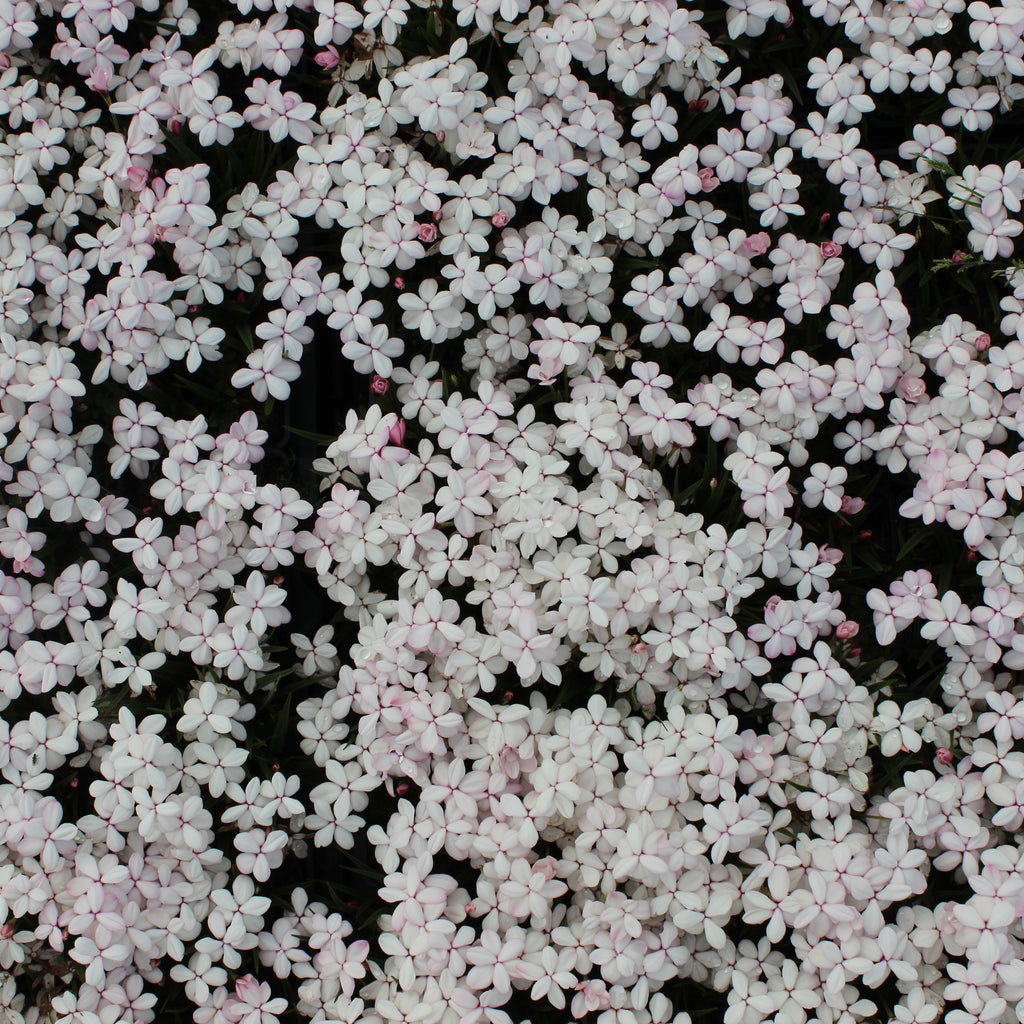 Rhodohypoxis pictus Image