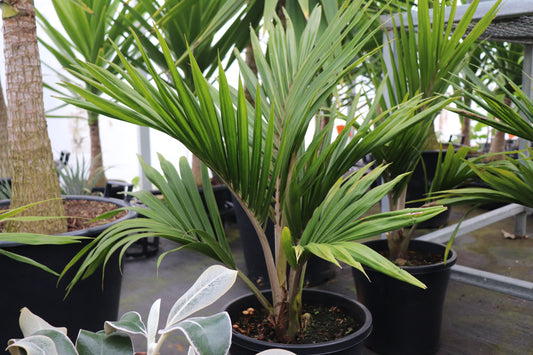 Rhopalostylis sapida