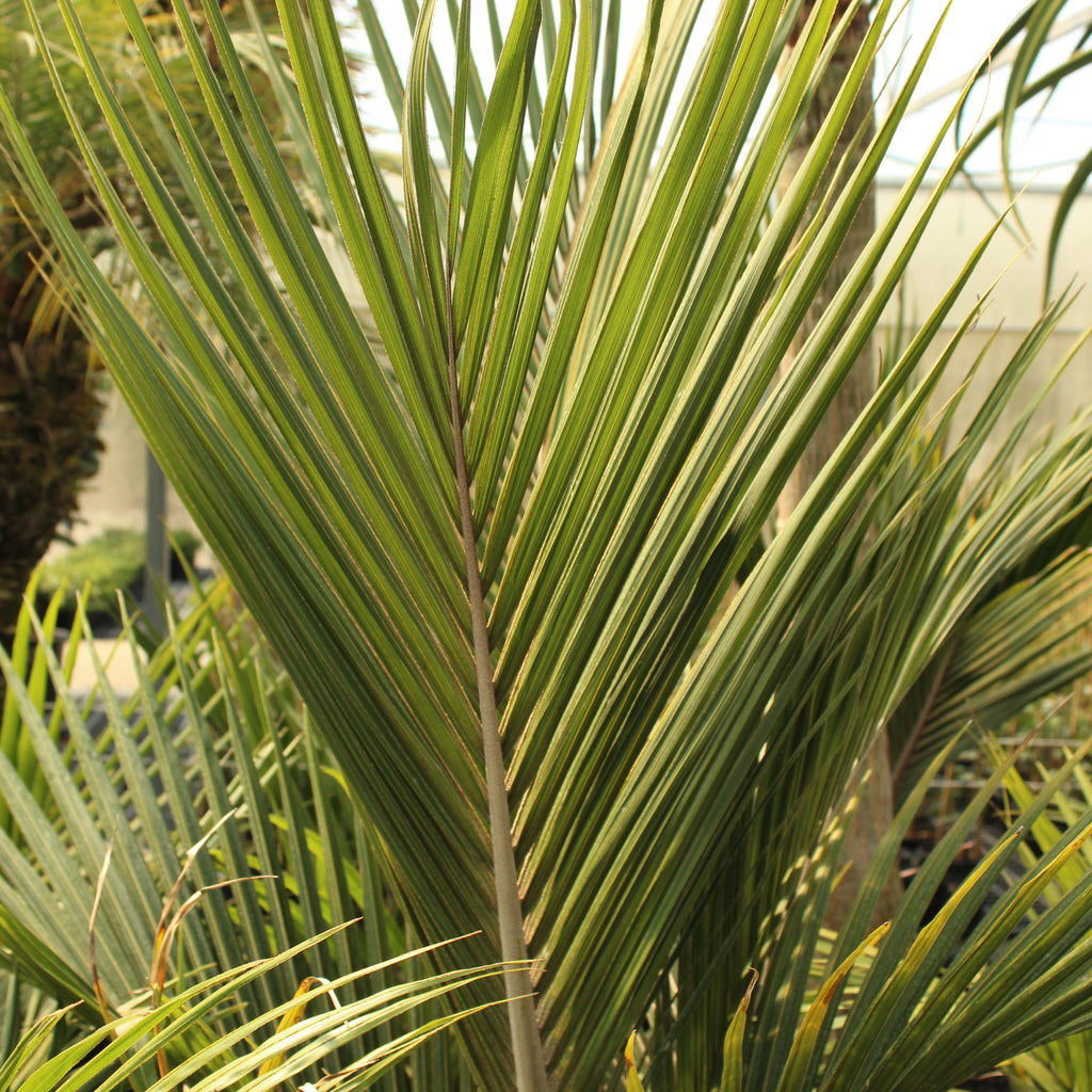 Rhopalostylis sapida Oceania Image