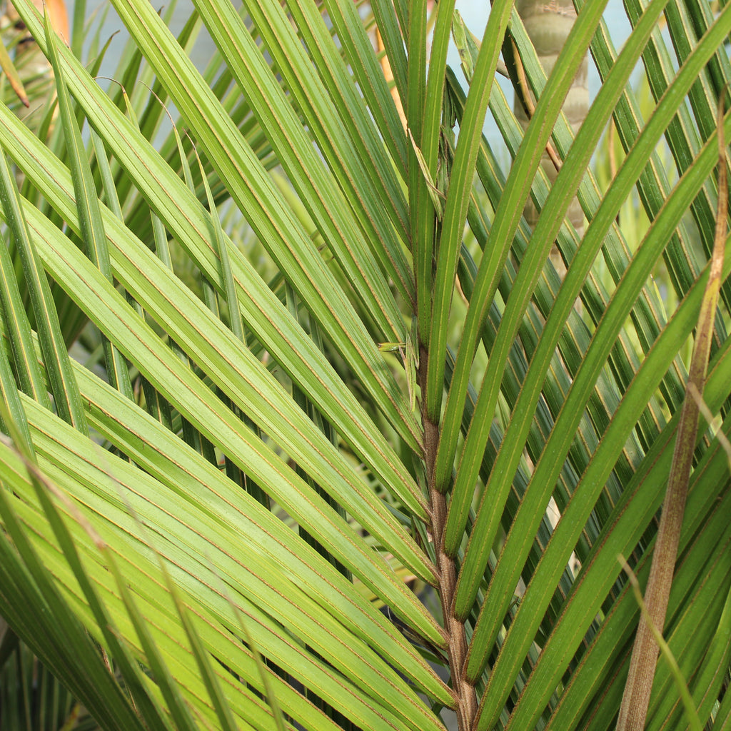 Rhopalostylis sapida Oceania Image