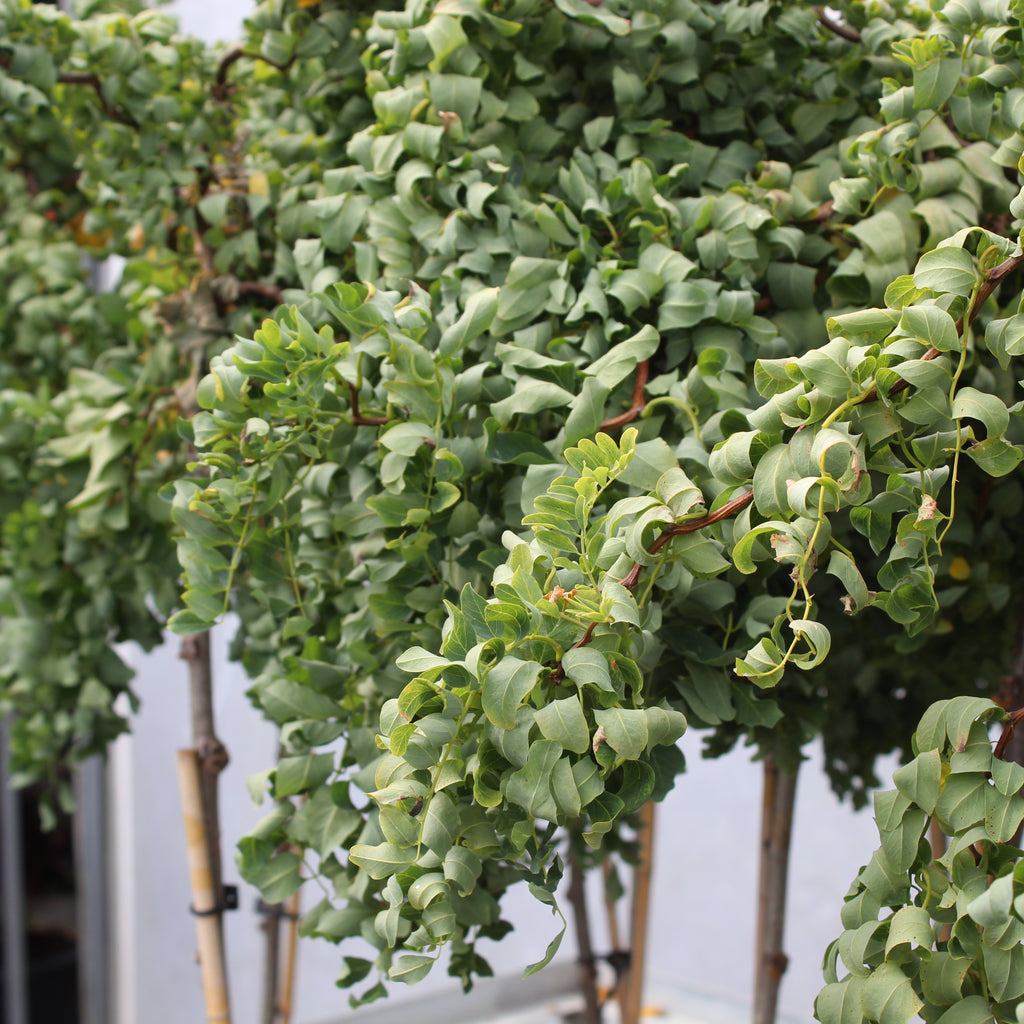 Robinia Lace Lady Image