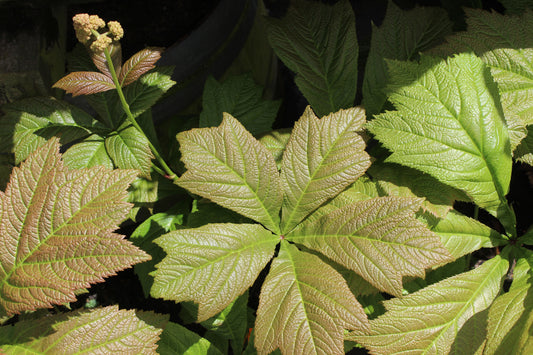 Rodgersia podophylla