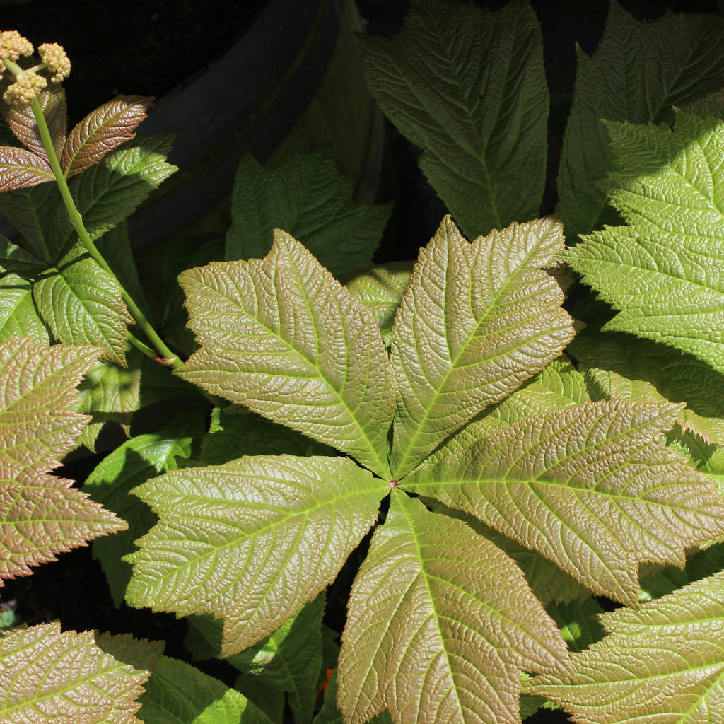 Rodgersia podophylla Image