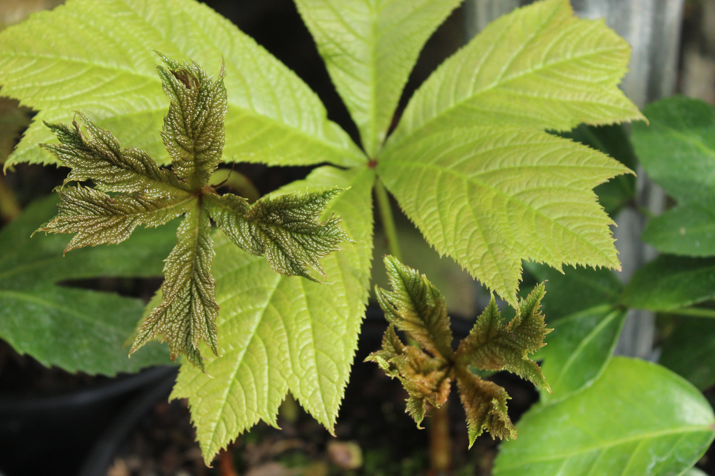 Rodgersia podophylla 2