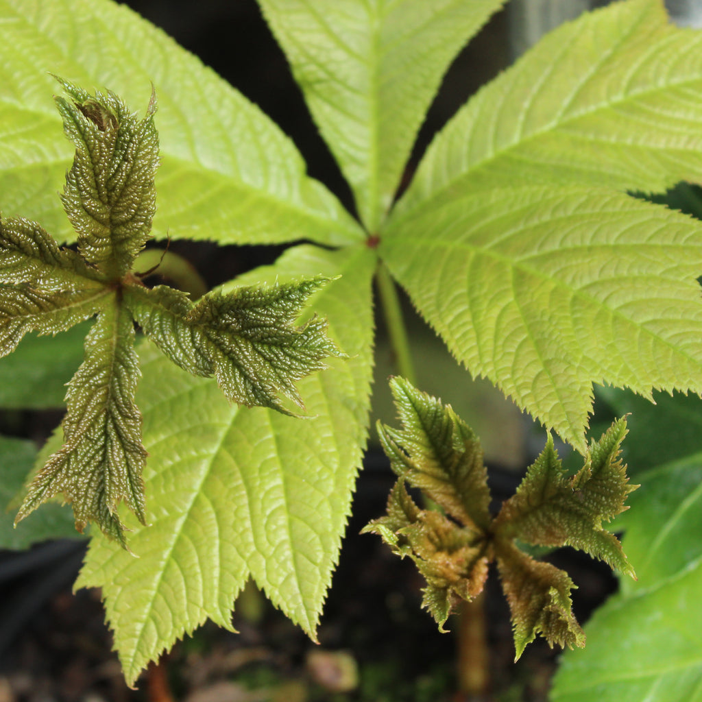 Rodgersia podophylla Image