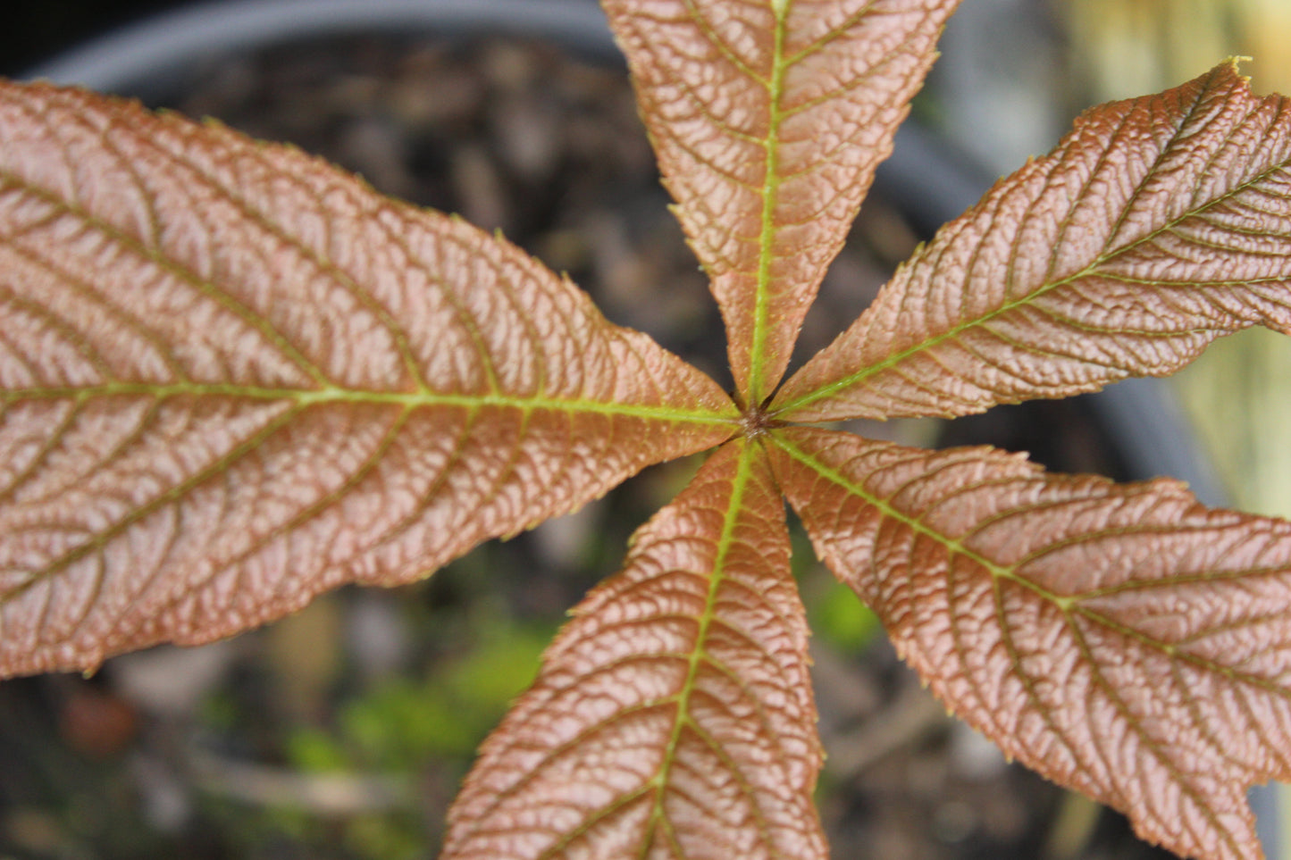 Rodgersia podophylla 3
