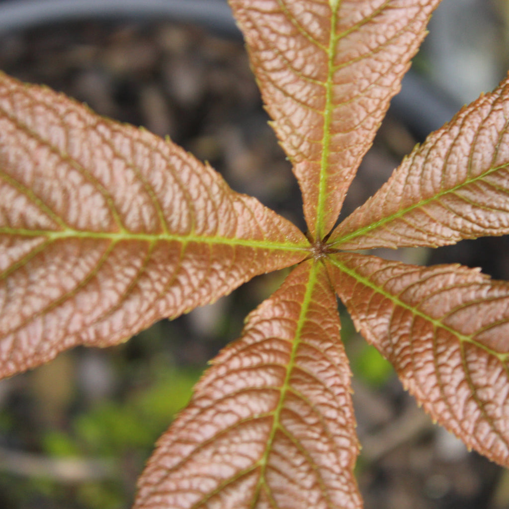 Rodgersia podophylla Image