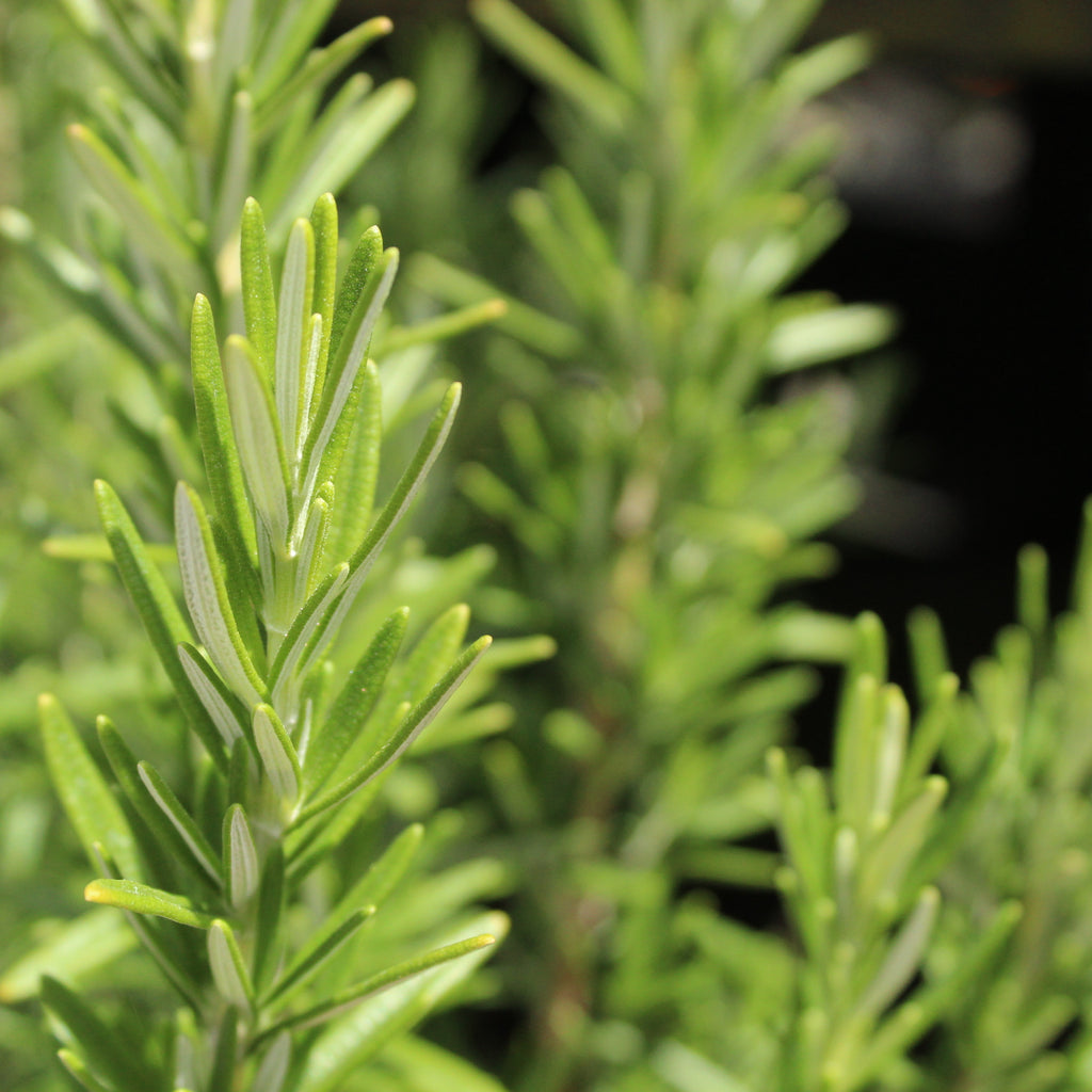 Rosemary September Blue Image