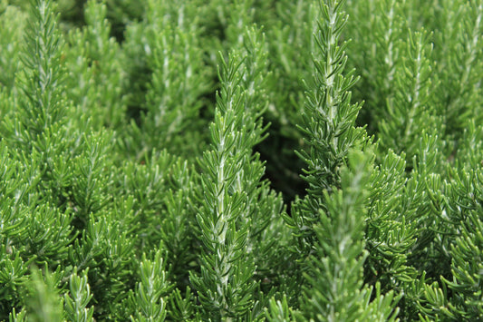 Rosmarinus Chef's Choice