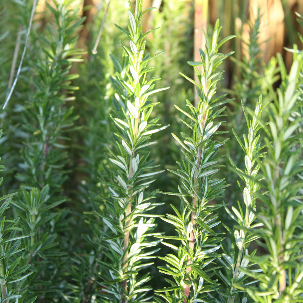 Rosmarinus Tuscan Blue Image