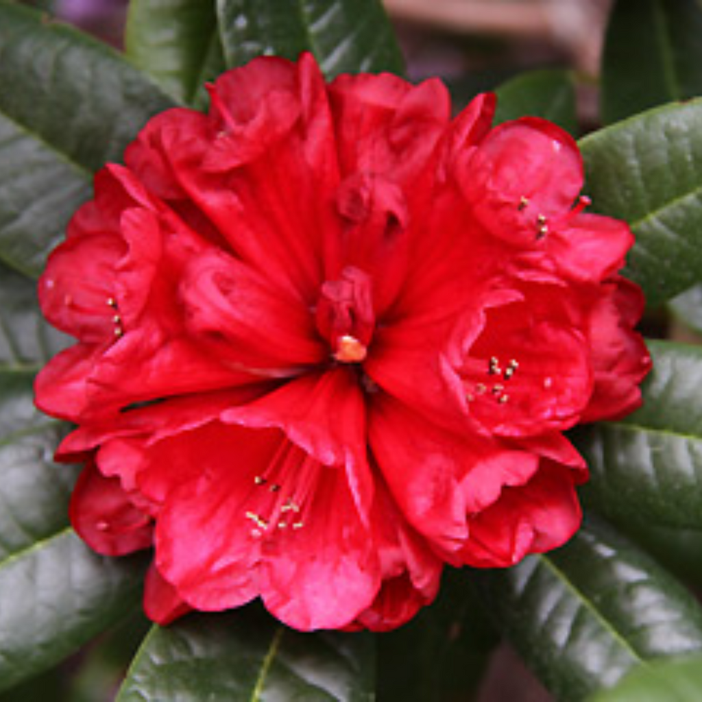 Rhododendron Rubicon Image