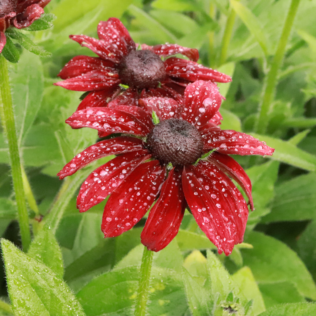 Rudbeckia Cherry Brandy Image