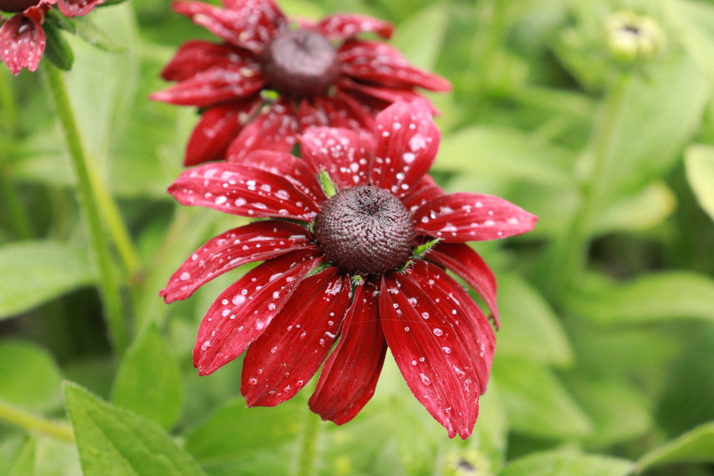 Rudbeckia Cherry Brandy 2