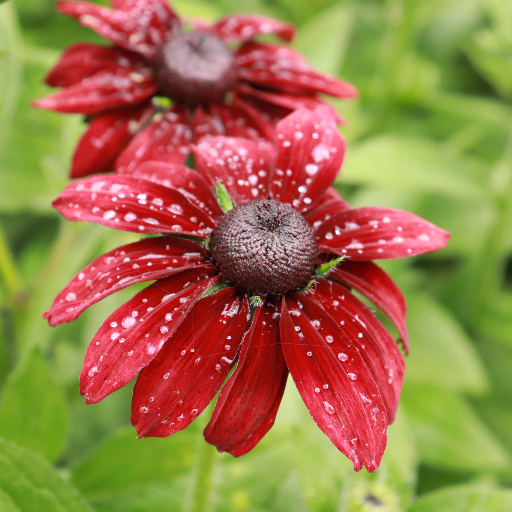 Rudbeckia Cherry Brandy Image