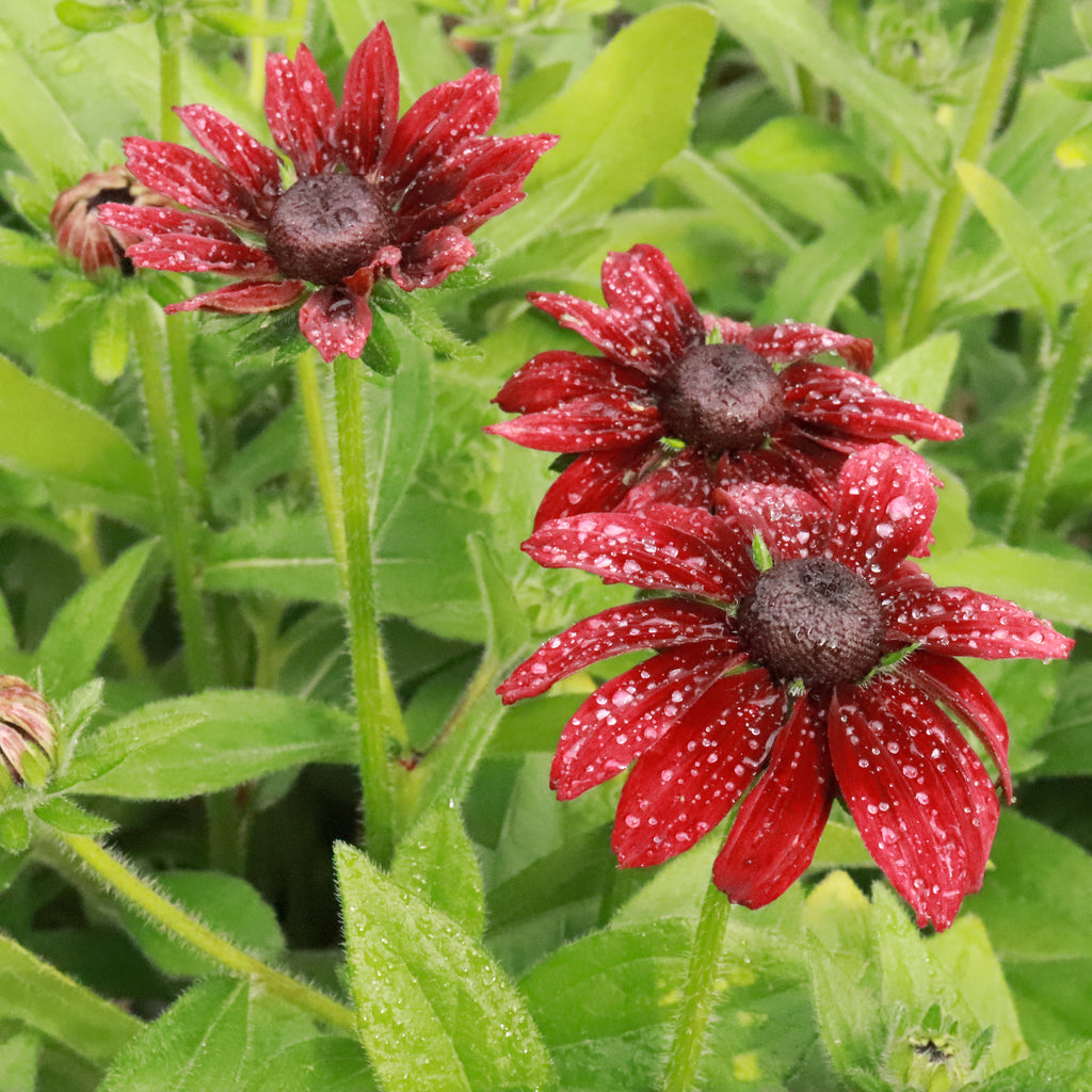 Rudbeckia Cherry Brandy Image