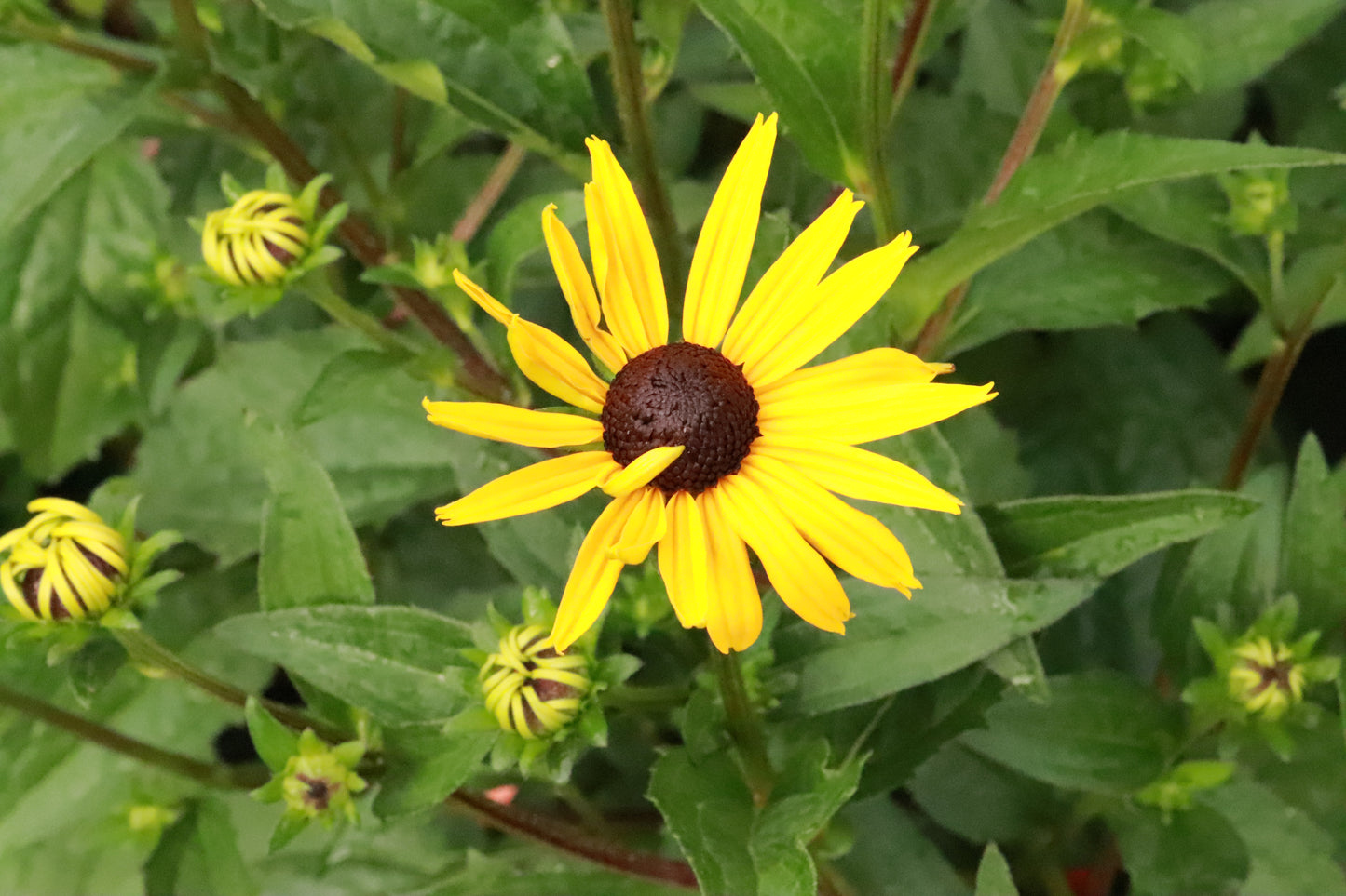 Rudbeckia fulgida Goldsturm