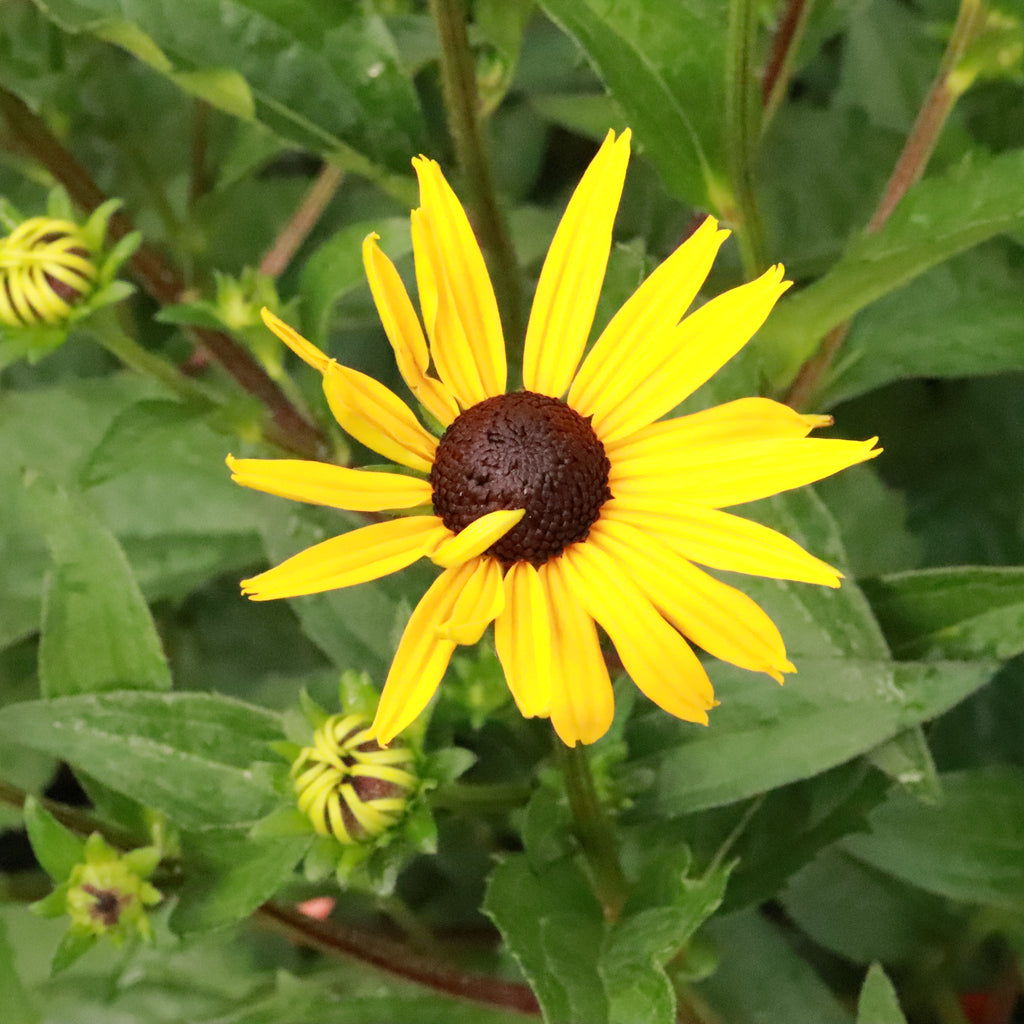Rudbeckia fulgida Goldsturm Image