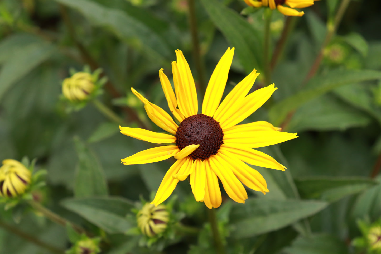 Rudbeckia fulgida Goldsturm 2