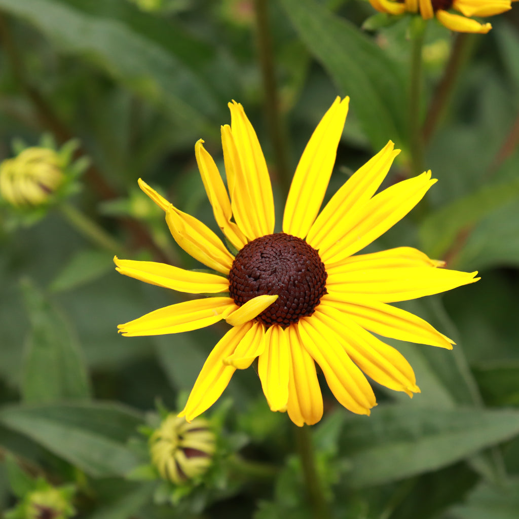Rudbeckia fulgida Goldsturm Image