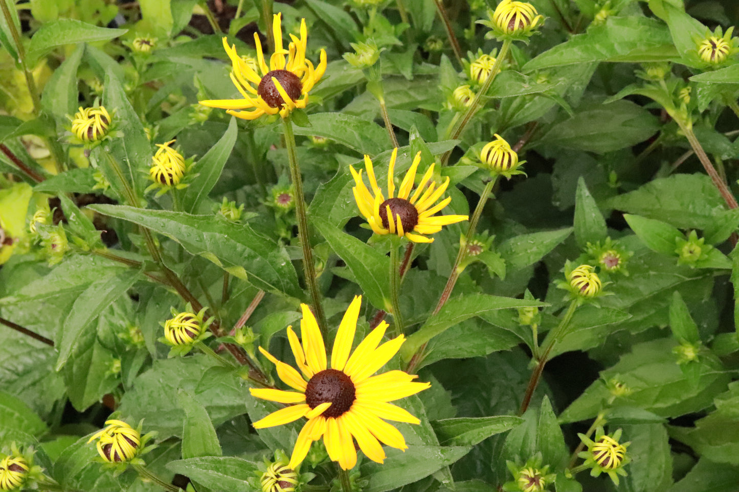 Rudbeckia fulgida Goldsturm 3