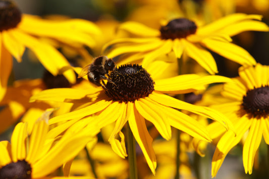 Rudbeckia fulgida Goldsturm bee