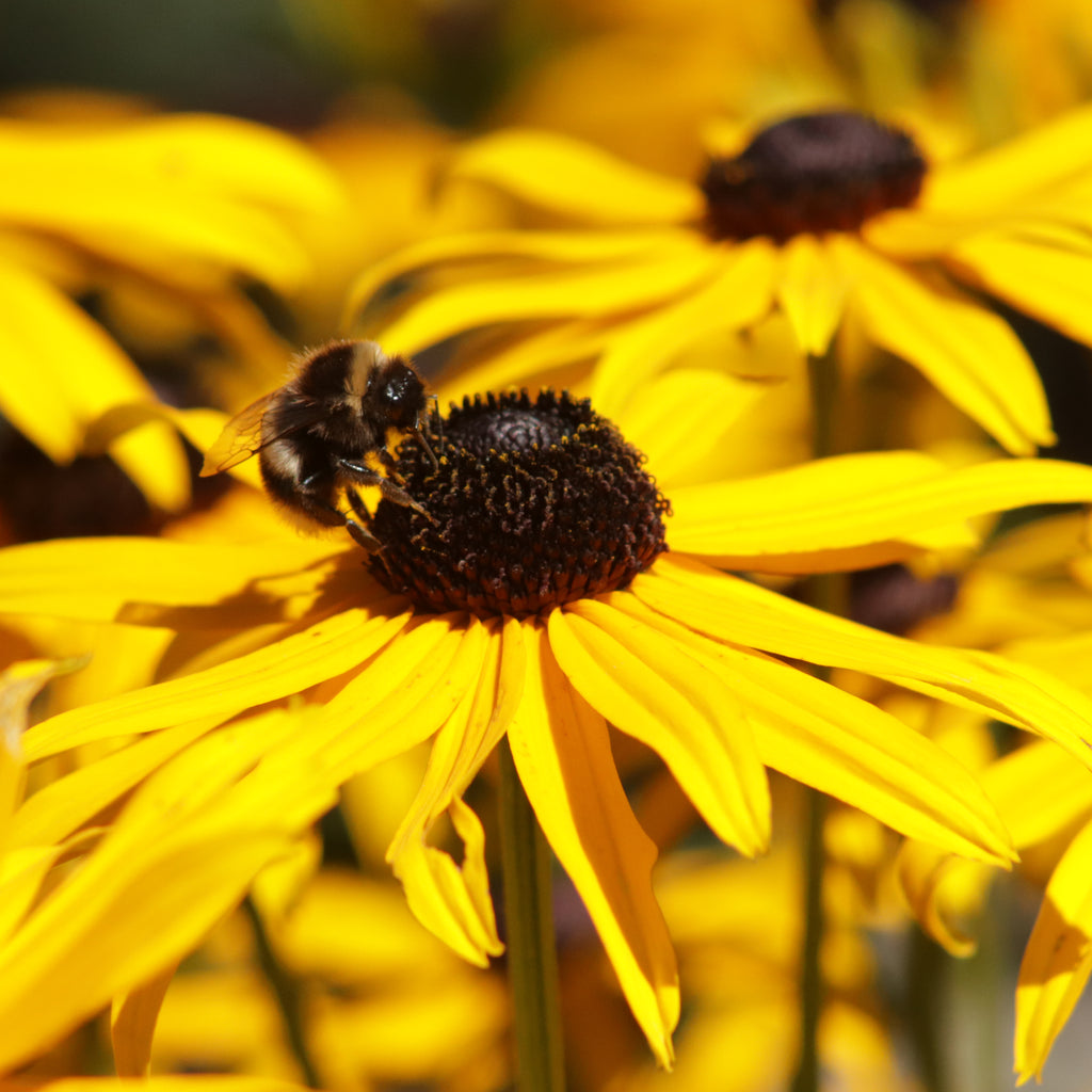 Rudbeckia fulgida Goldsturm Image
