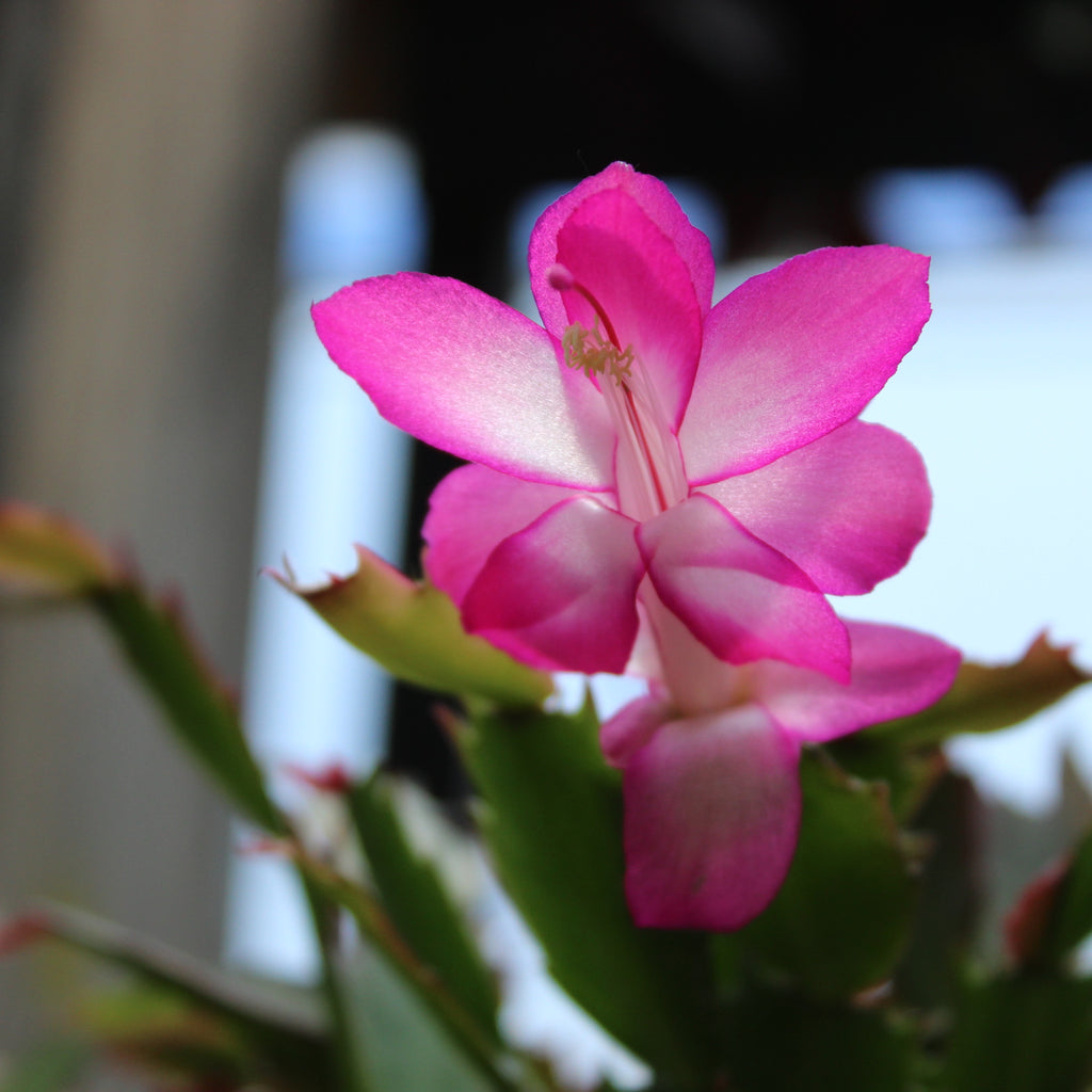 Schlumbergera truncatus 1L Image