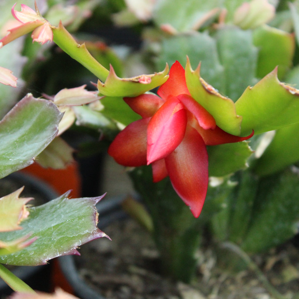 Schlumbergera truncatus 1L Image