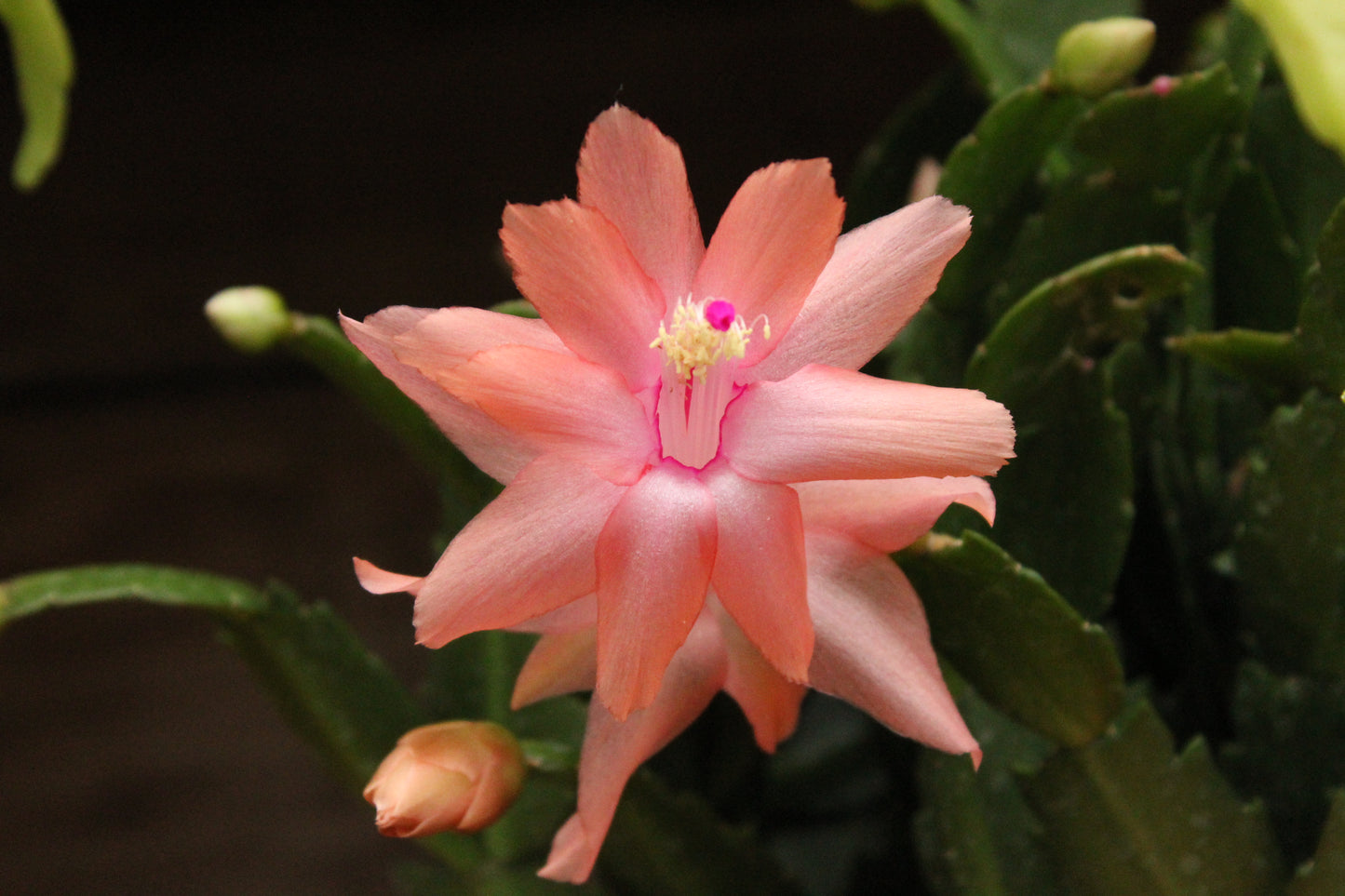 Schlumbergera truncatus 1L