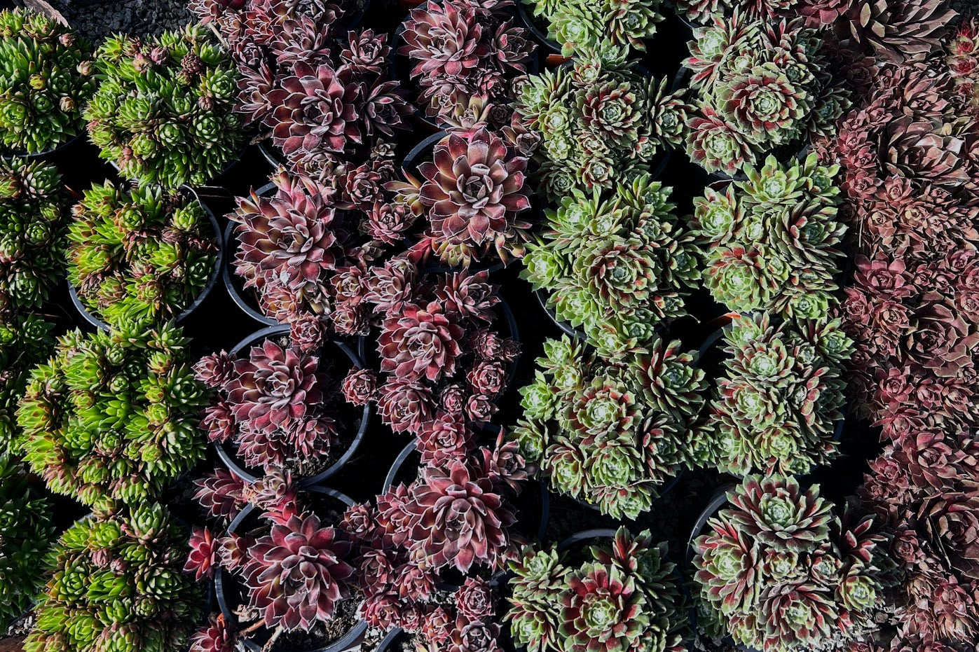 Sempervivum species