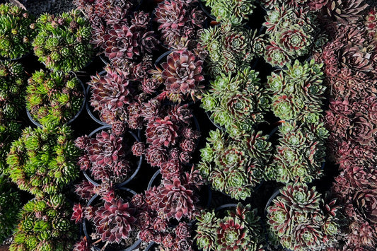 Sempervivum species