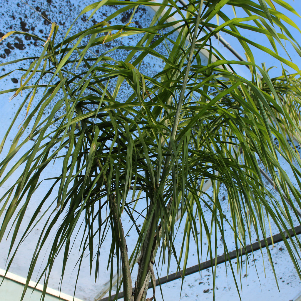 Syagrus romanzoffiana Image