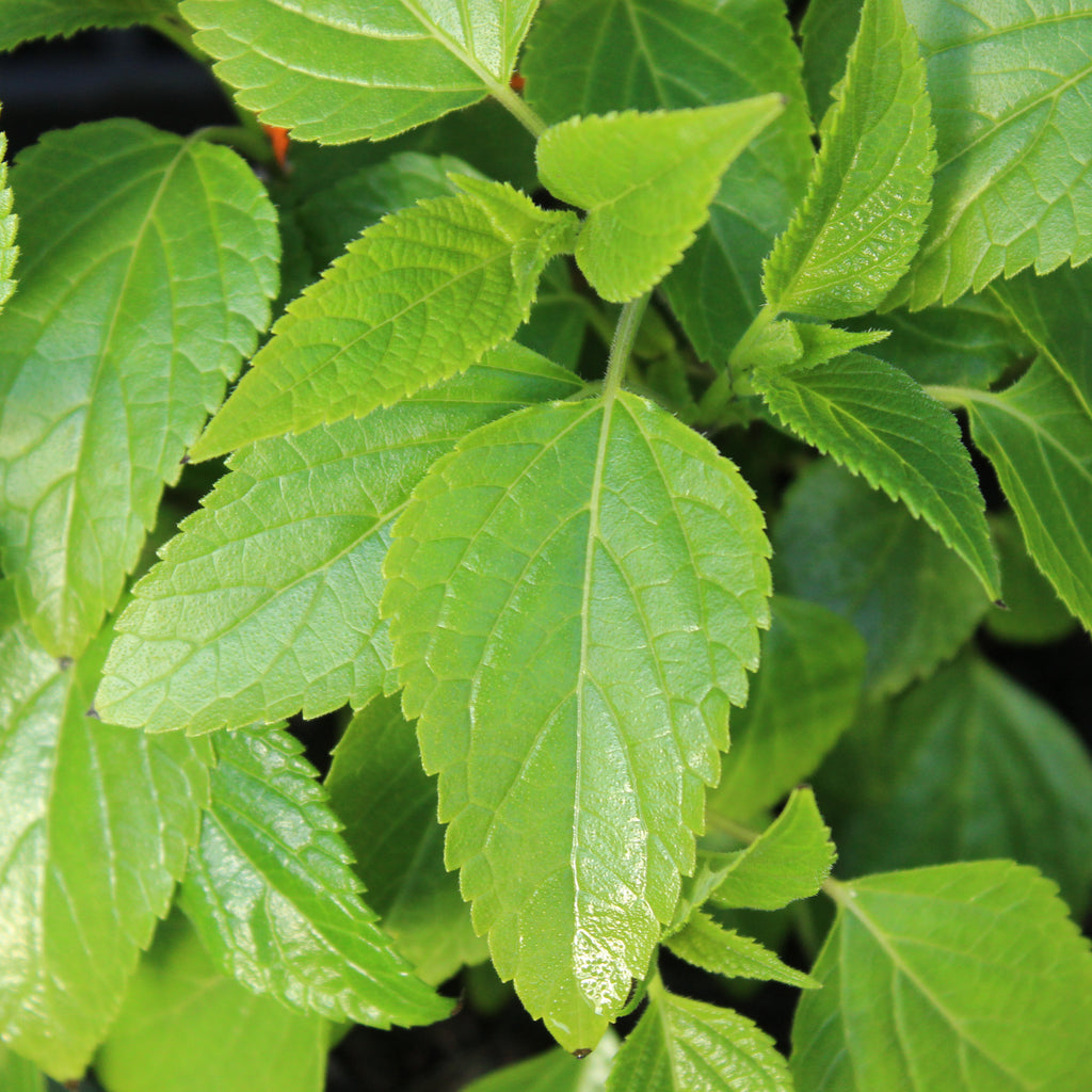 Salvia Amistad Image