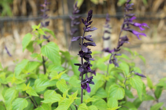 Salvia Amistad 2