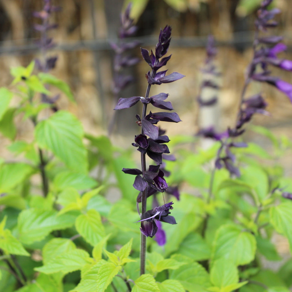 Salvia Amistad Image