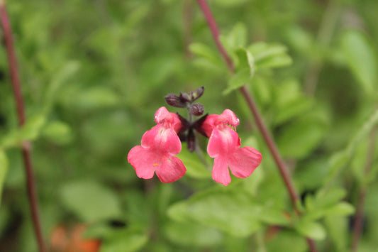 Salvia La Siesta