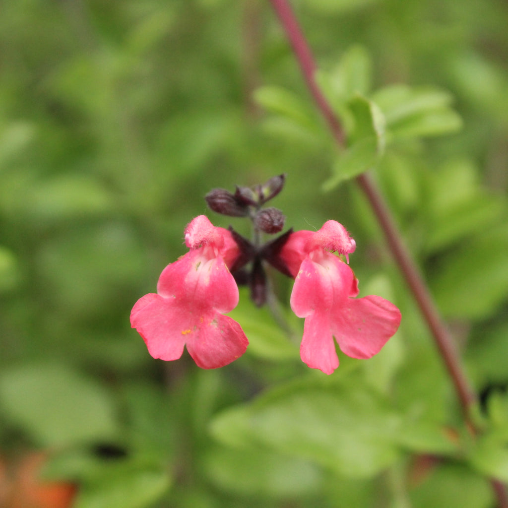 Salvia La Siesta Image