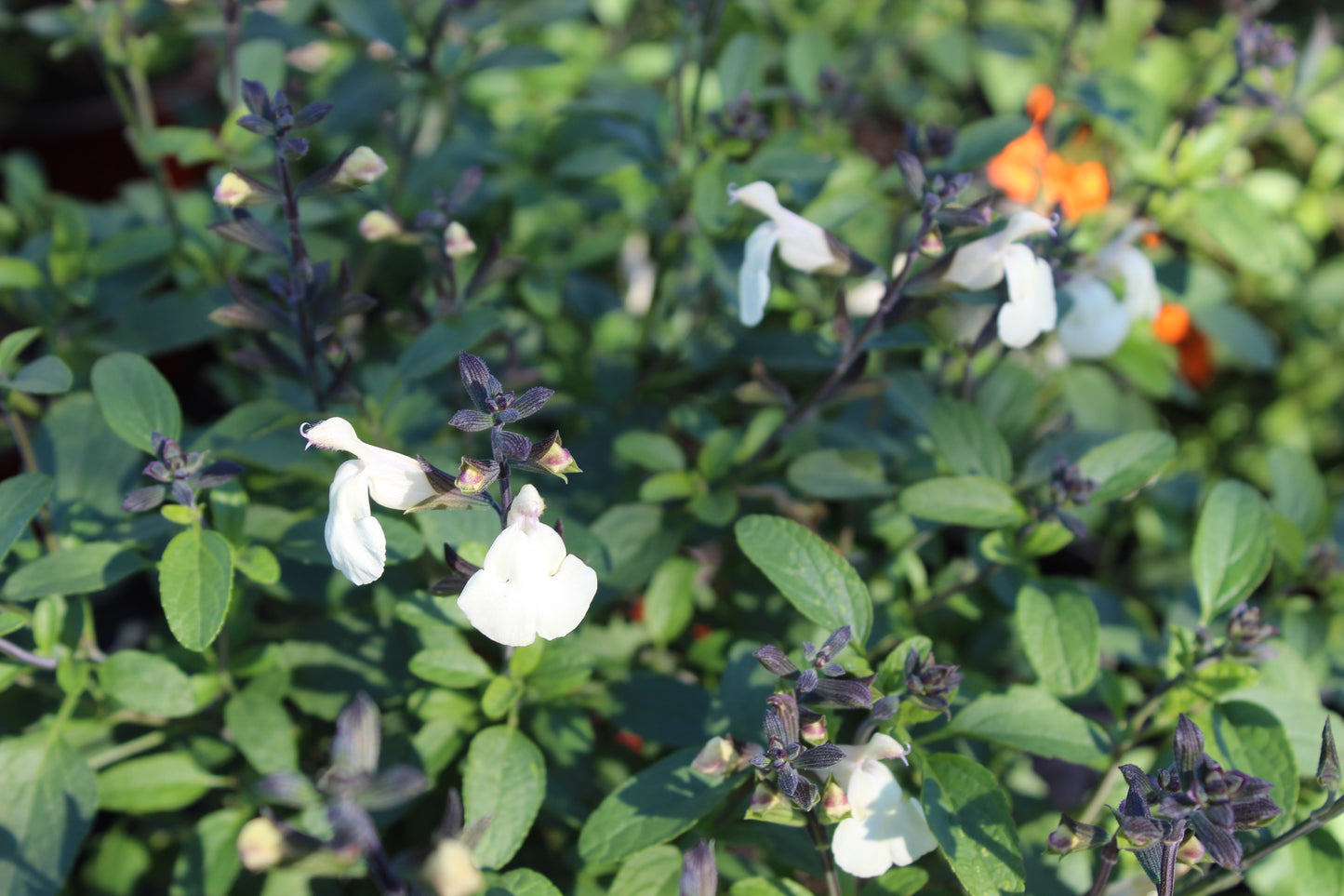 Salvia Lemon Cream