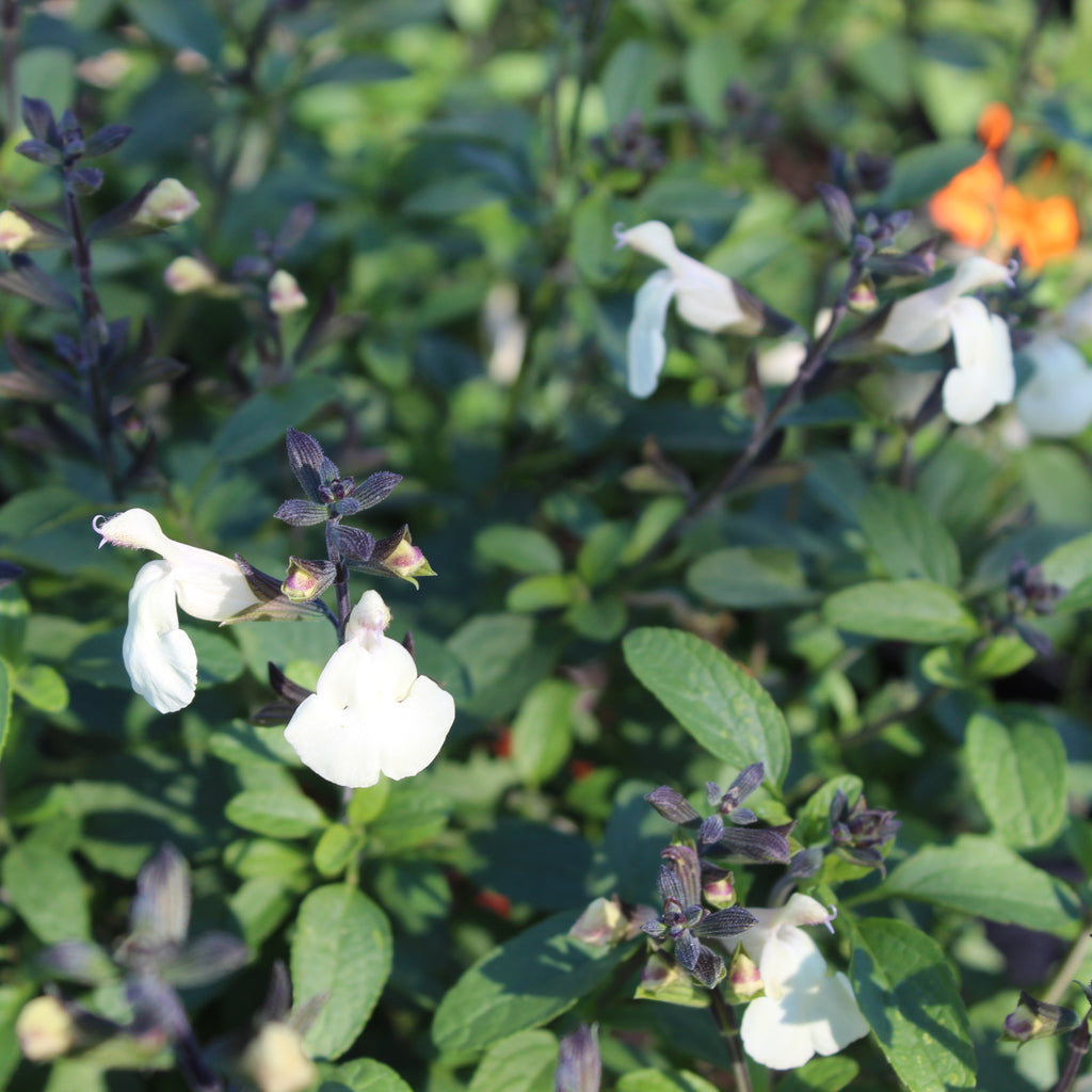 Salvia Lemon Cream Image