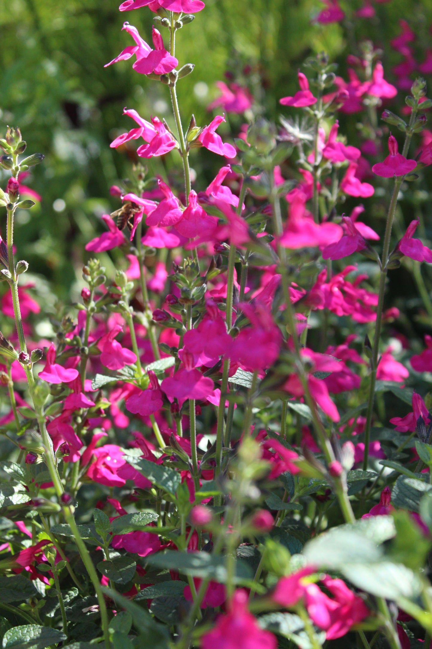 Salvia Margo