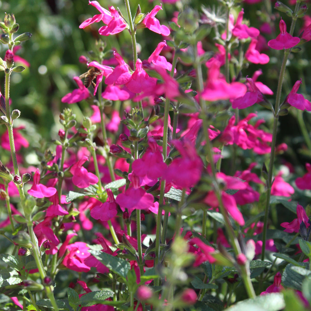 Salvia Margo Image