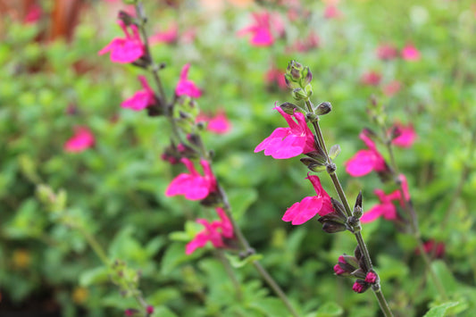 Salvia Margo 2