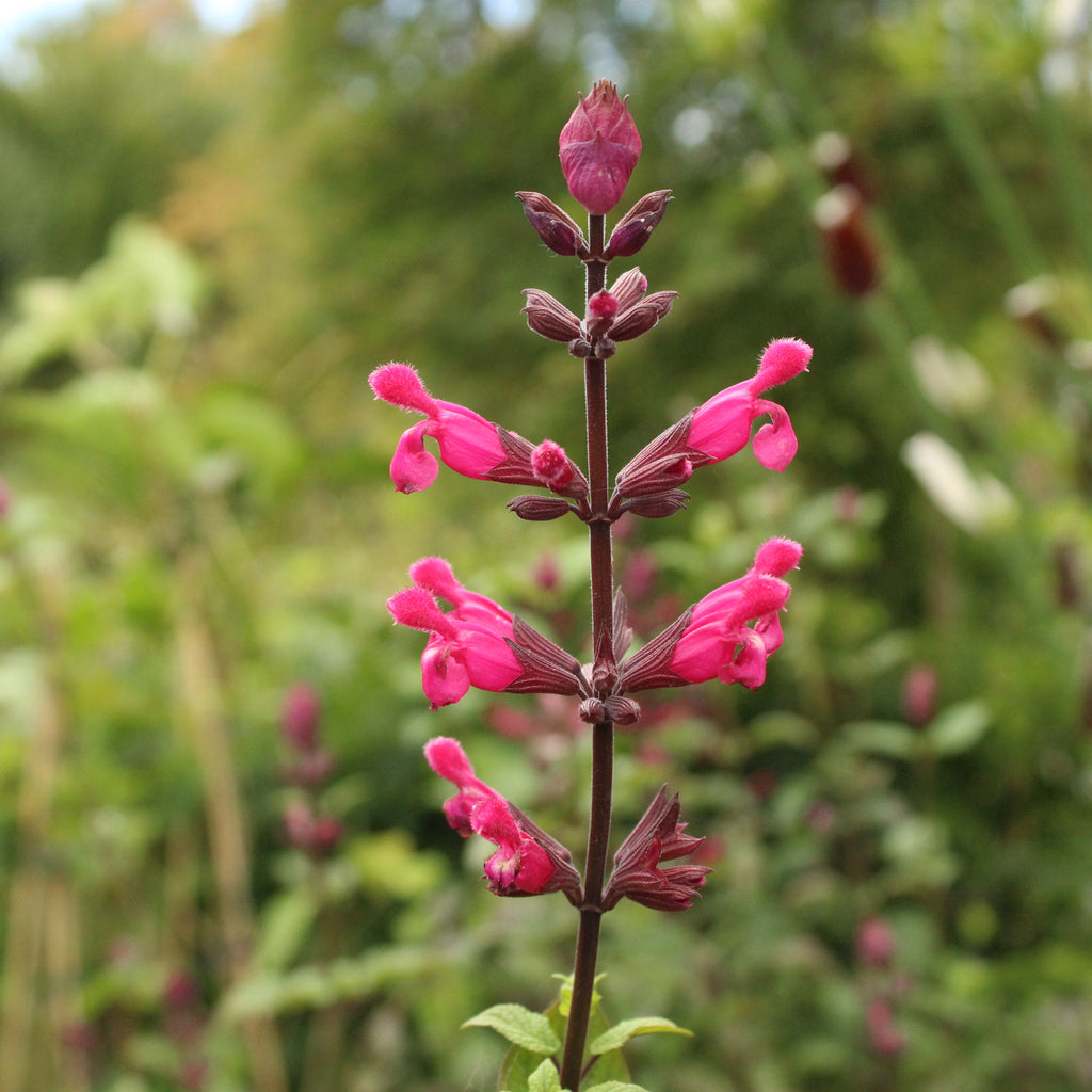 Salvia Mulberry Jam Image