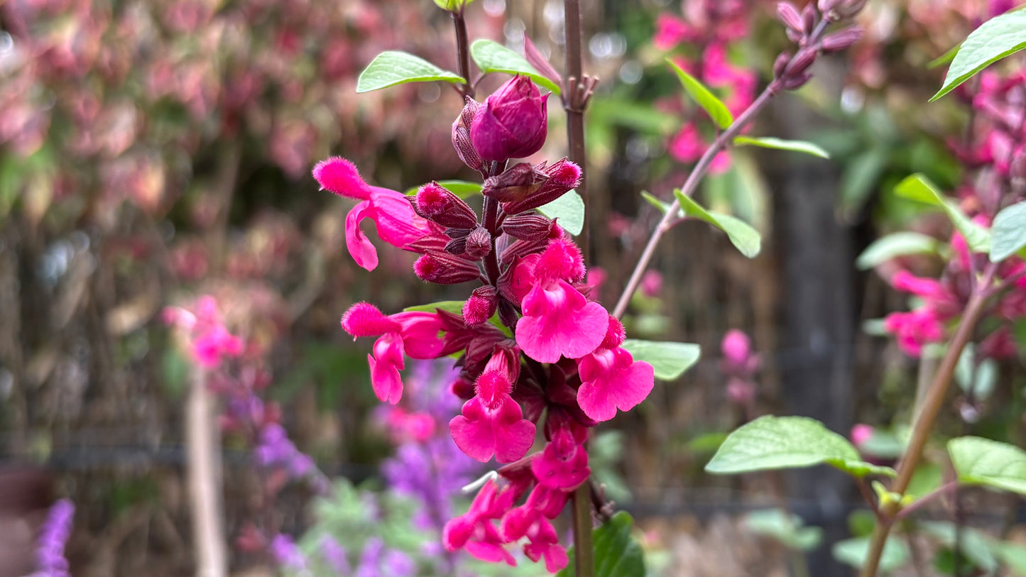 Salvia Mulberry Jam 2