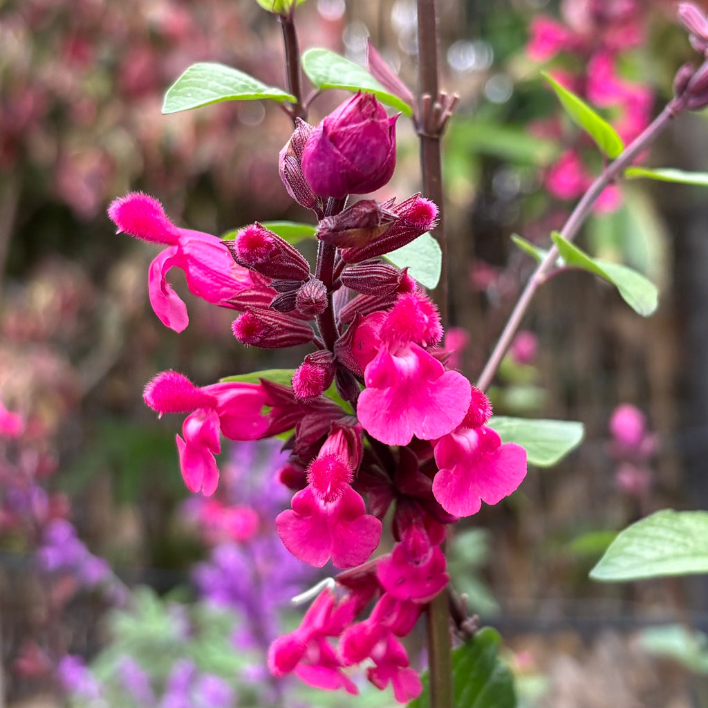 Salvia Mulberry Jam Image