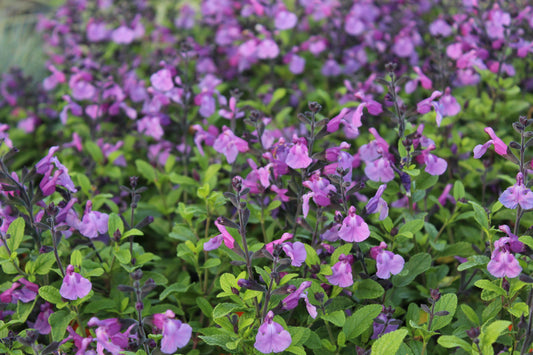 Salvia 'So Cool Purple'