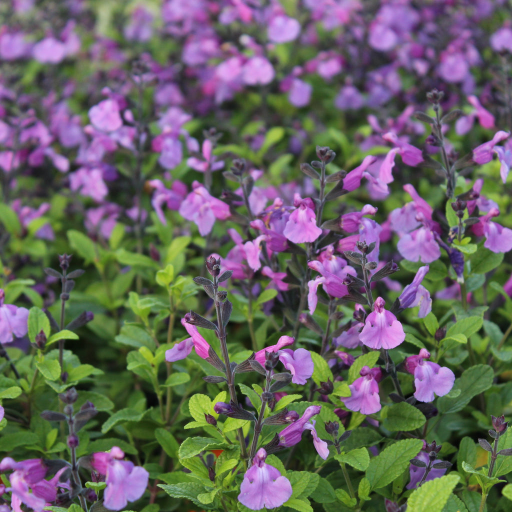 Salvia So Cool Purple Image