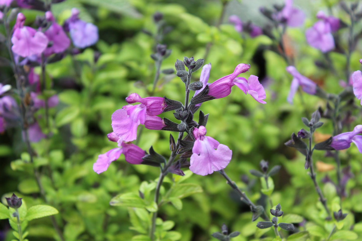 Salvia So Cool Purple 2